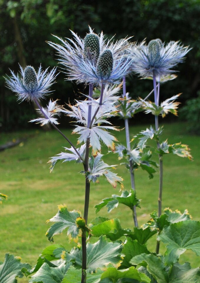 Silver thistle highlands flowers