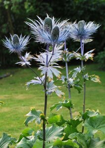 Silver thistle highlands flowers