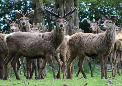 Antlers deer
