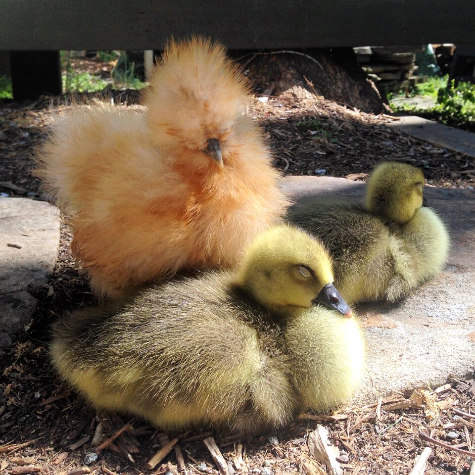 Goslings livestock young