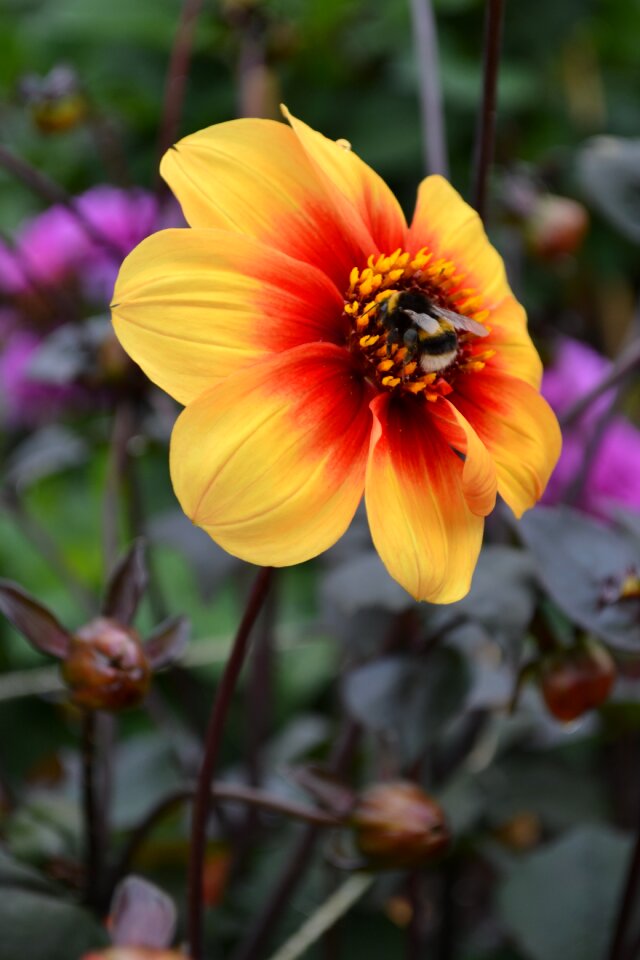 Orange red flower photo