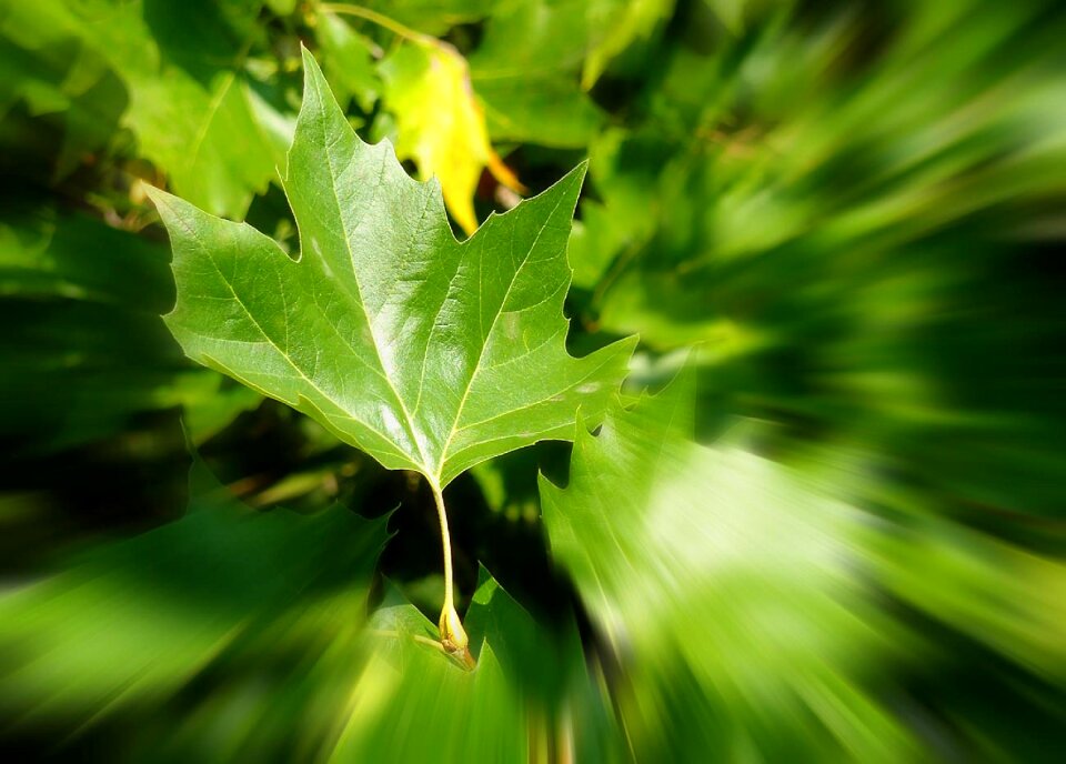 Leaves autumn colours colored