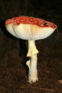 Fungi fungus spotted