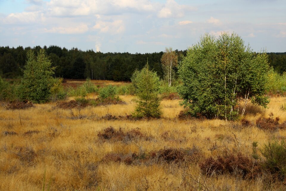 Heathland retama birch
