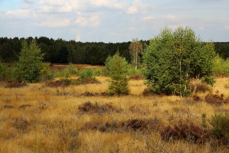 Heathland retama birch