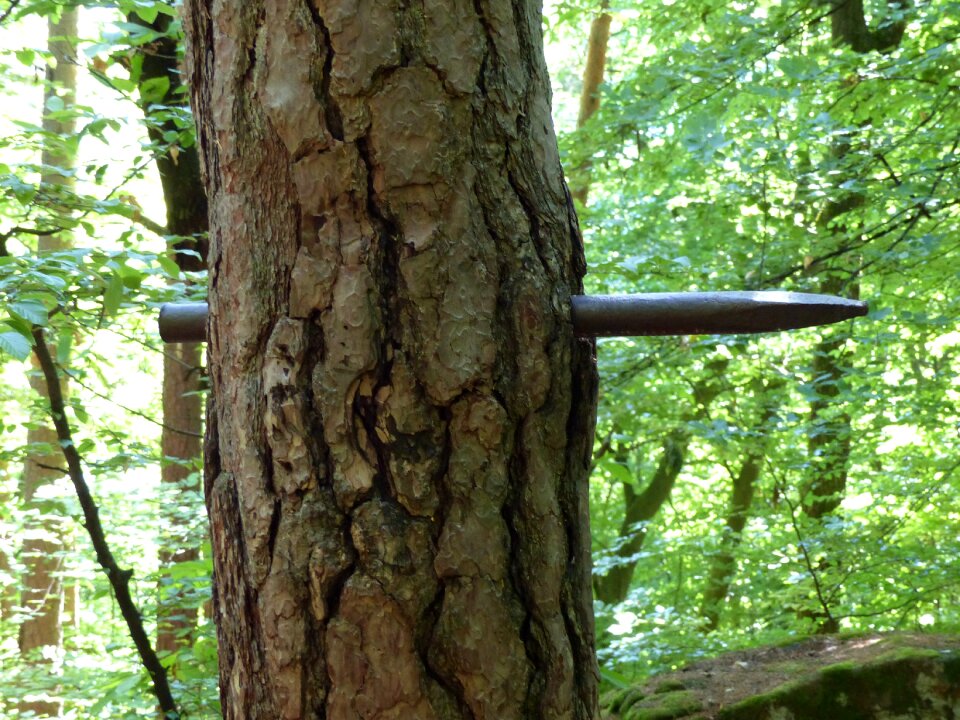Bark wrought iron nature