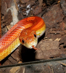 Jungle corn hybrid orange