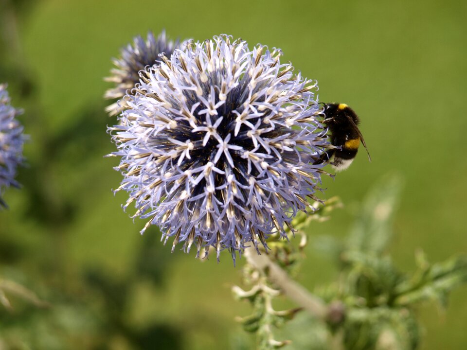 Thistle nature meadow
