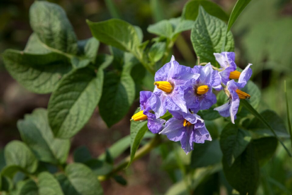 Dacha summer vegetables