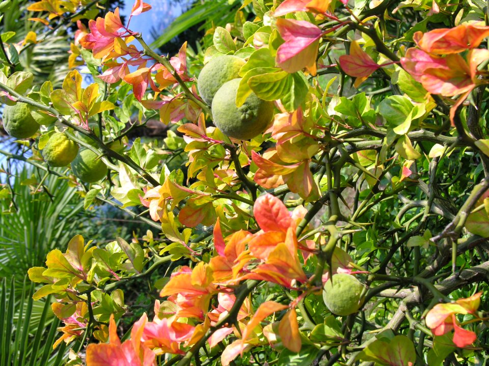 Bitter orange fruits trifoliate orange