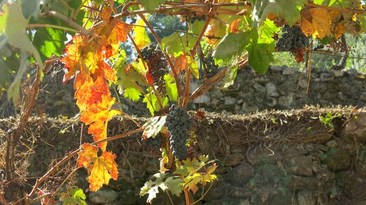 Winegrowing grapevine light