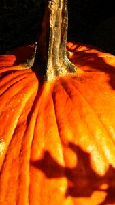 Orange halloween
