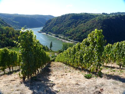 Landscape vines slope