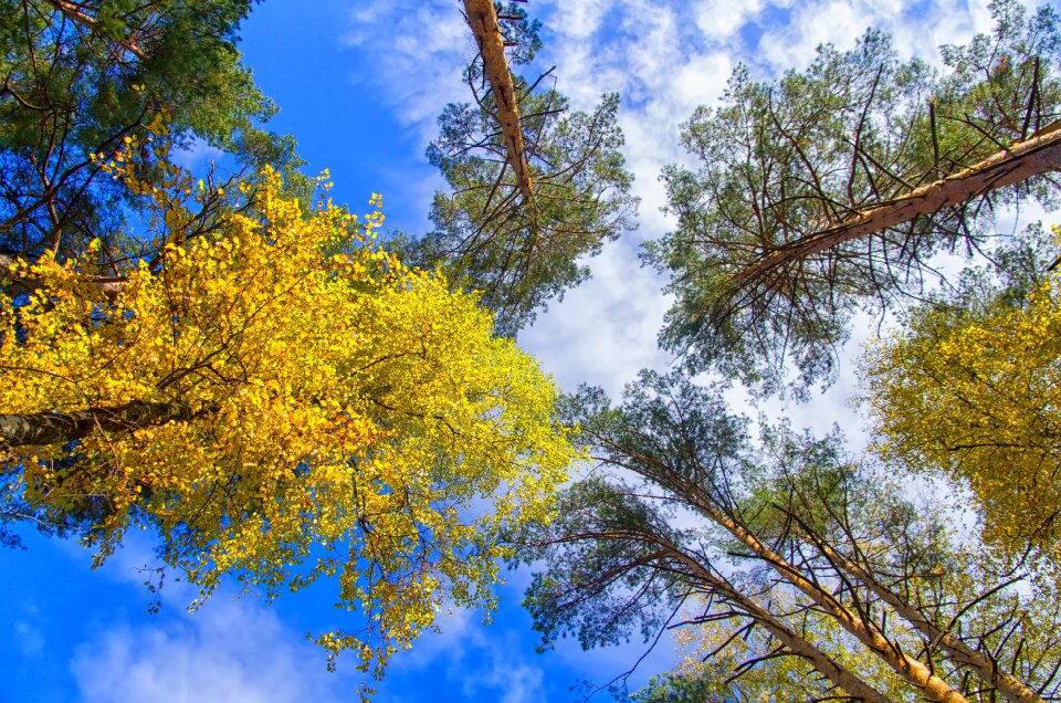 Blue sky tree nature photo