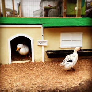 Welsh harlequin duck house photo