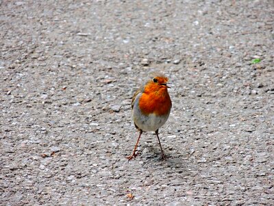 Robin birds turdide photo