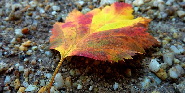 Leaves autumn colours colored