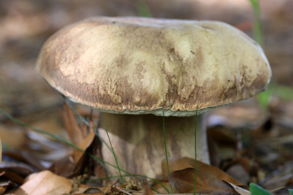 Autumn edible wild
