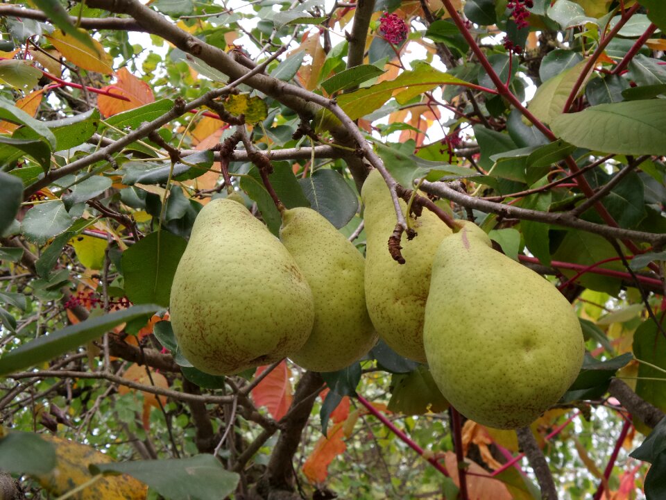 Fall garden nature