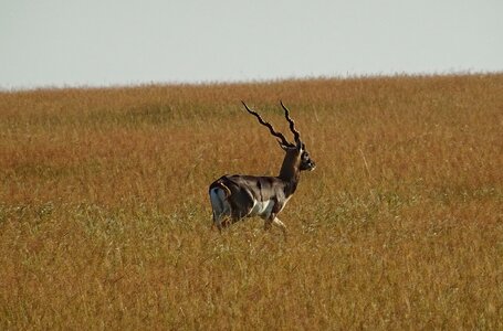 Animal mammal cervicapra photo