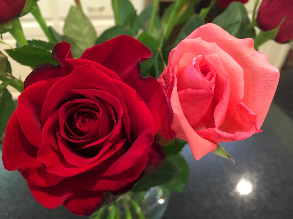 Red and pink roses flower