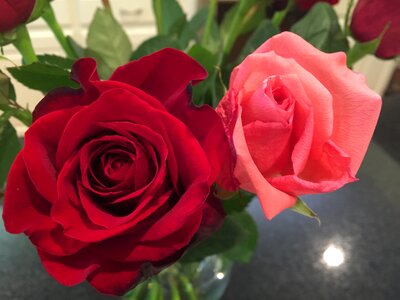 Red and pink roses flower photo