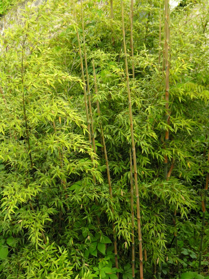 Evergreen bamboo high growing
