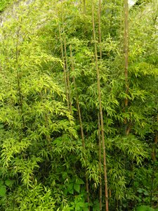 Evergreen bamboo high growing