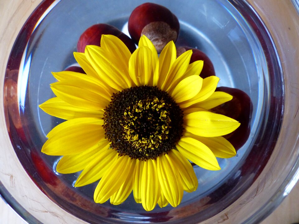 Yellow bouquets plant