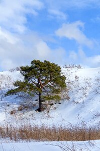 Tree winter landscape frost photo