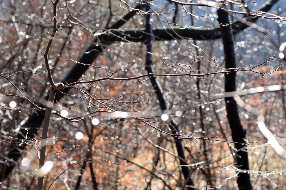 Rain drop of water after the rain