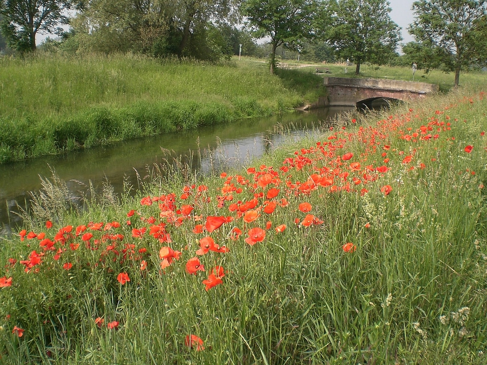 Water bridge landscape