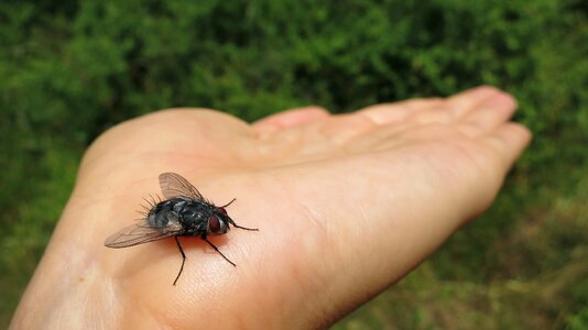 Bug animal wildlife photo