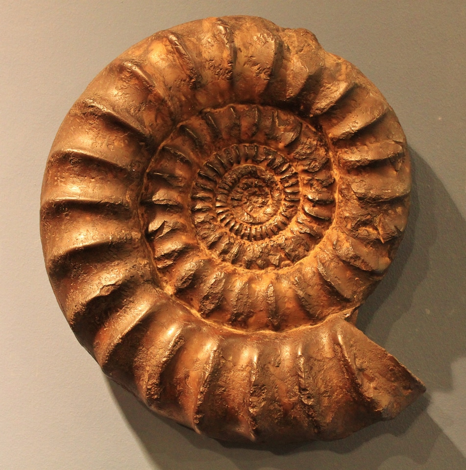 Fossil beast snail spiral