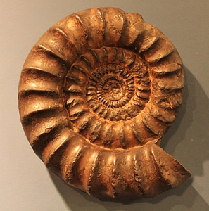 Fossil beast snail spiral photo
