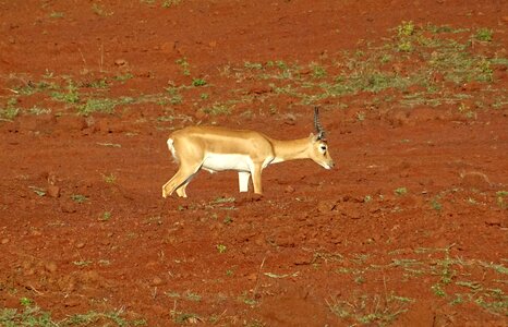 Animal mammal cervicapra photo