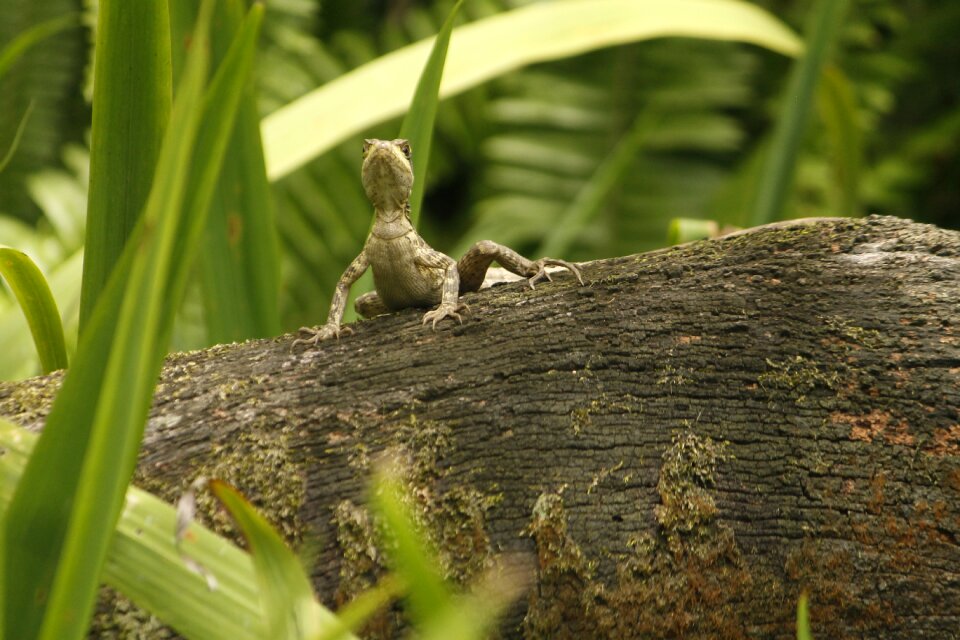 Green cold blooded animals reptiles