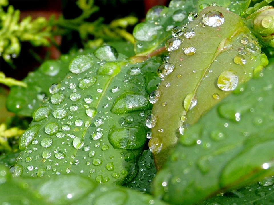 Water green leaf photo