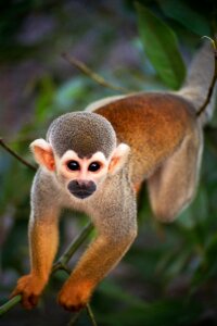 Travel jungle fauna