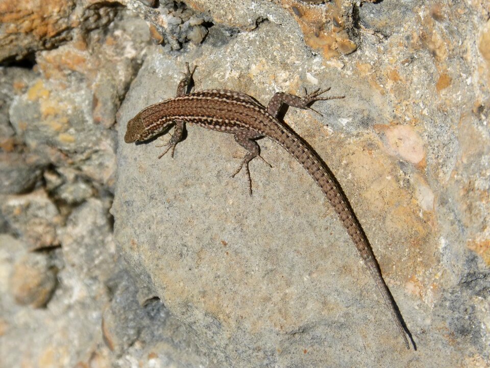 Natural park sargantana reptile