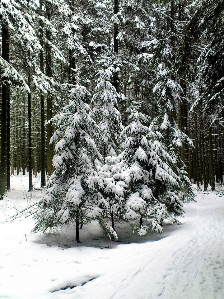 Snow trees snow landscape photo