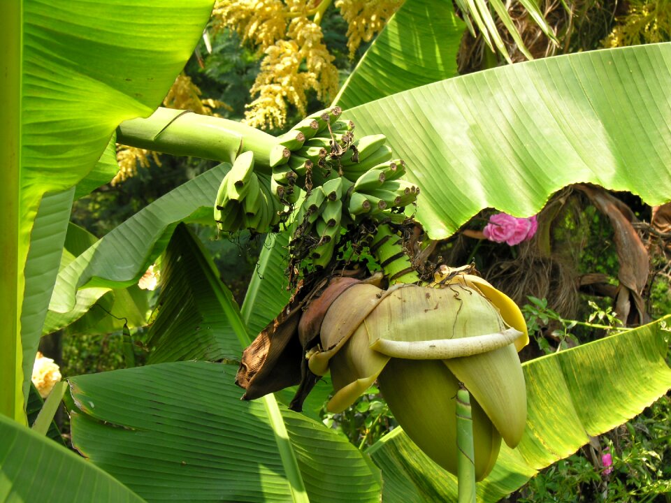 Blossom bloom fruit