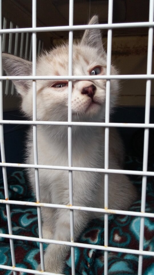 Cage prison sad
