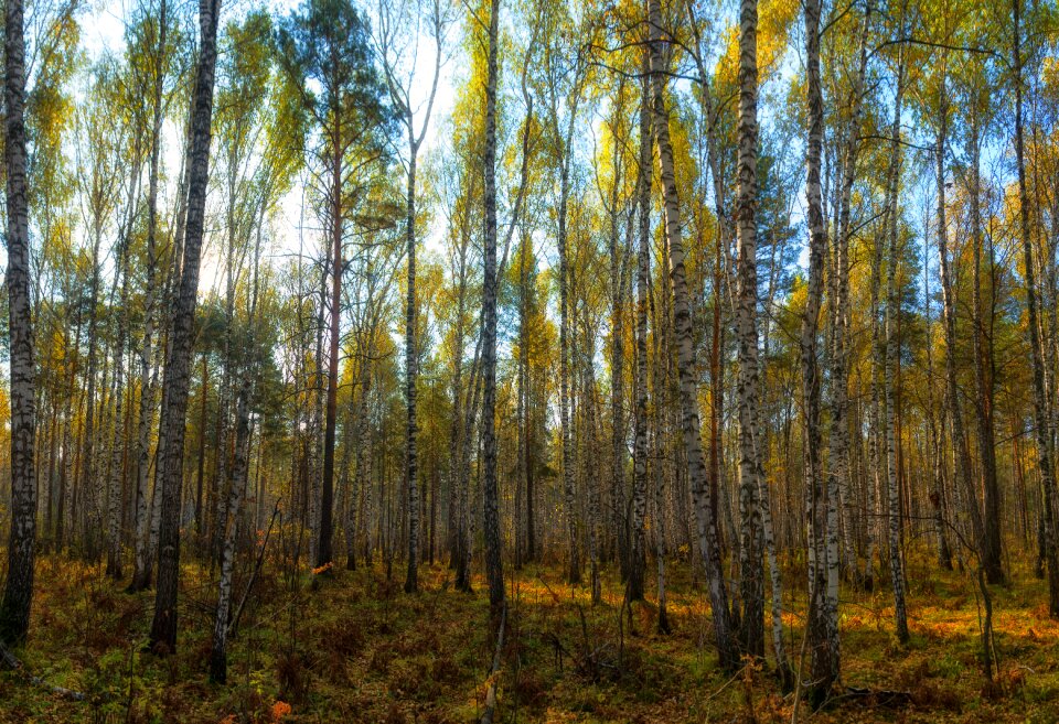 Listopad autumn forest golden autumn