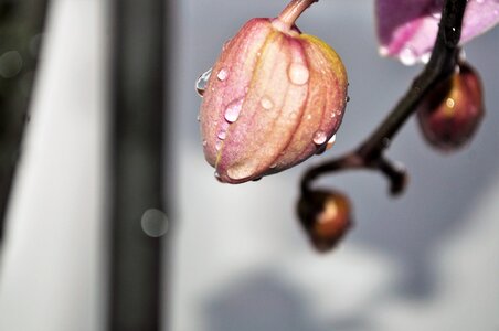 Bloom flowers purple