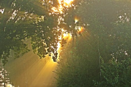 Fog sunrise morgenstimmung photo