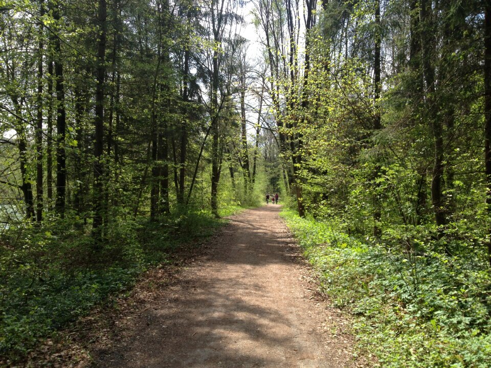 Nature forest path hiking