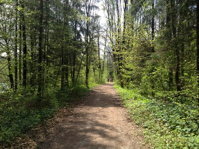 Nature forest path hiking