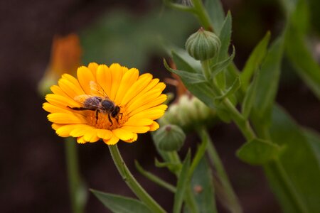 Orange nature garden flower
