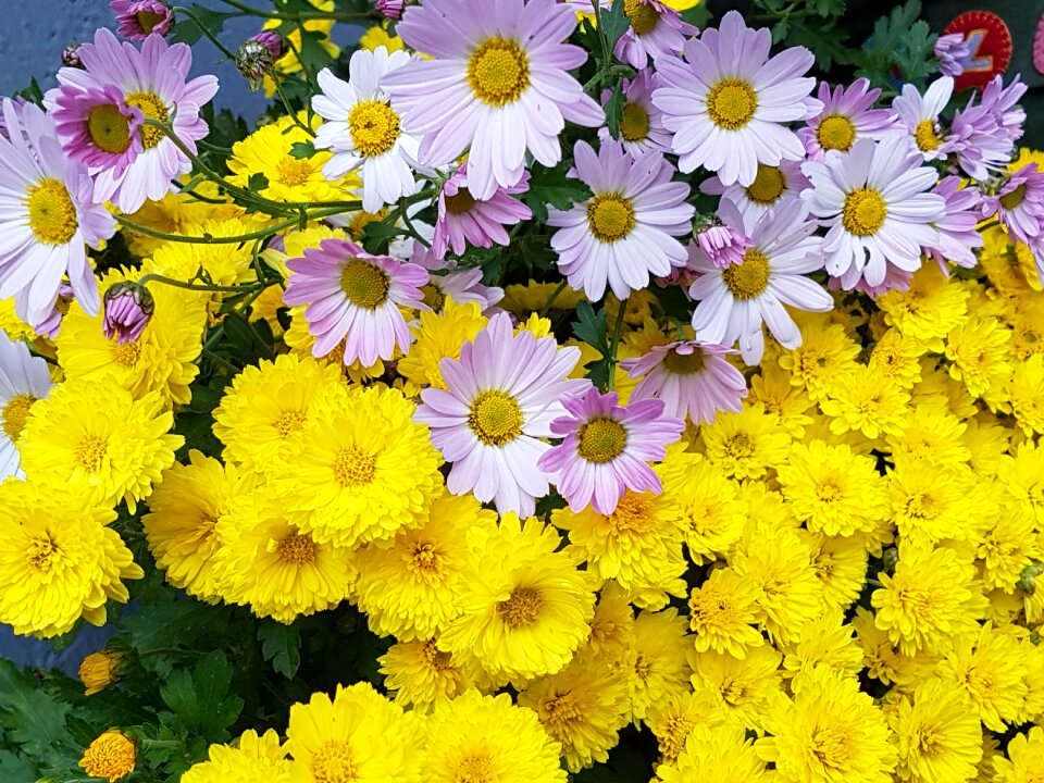 Flowers chrysanthemum free pictures